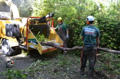 tree services Patton Village